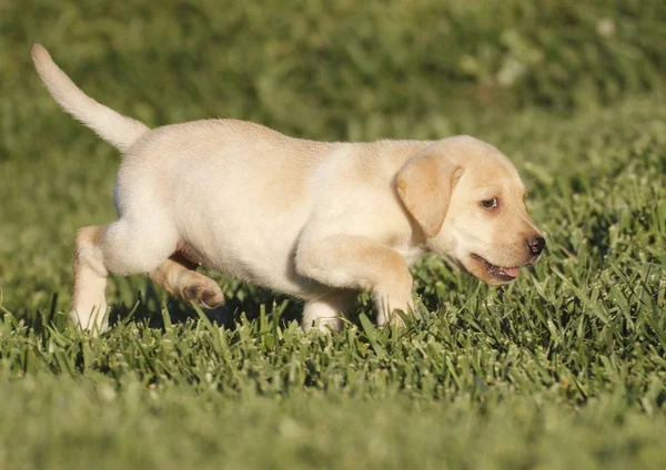 Cachorro labrador — Foto de Stock