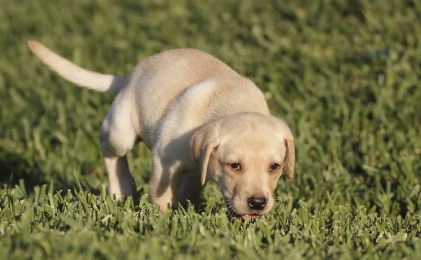 Labrador puppy — Stock Photo, Image