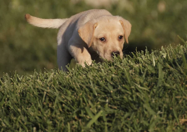 Labrador štěně — Stock fotografie