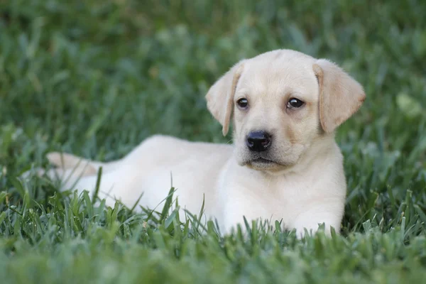 Labrador hundvalp — Stockfoto