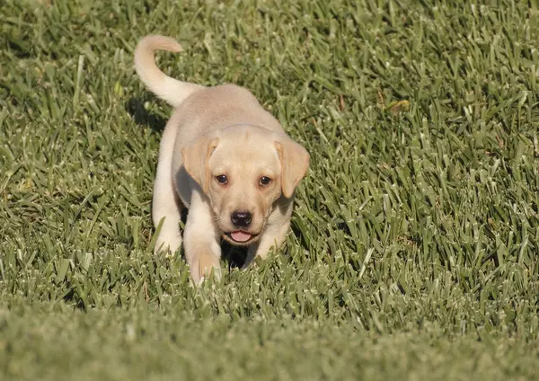 Labrador puppy — Stock Photo, Image