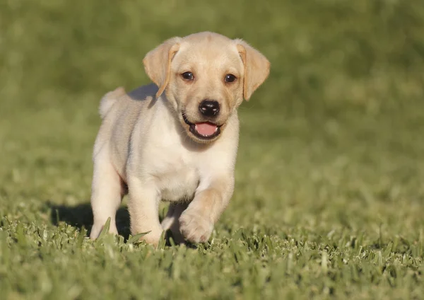 Labrador puppy — Stock Photo, Image