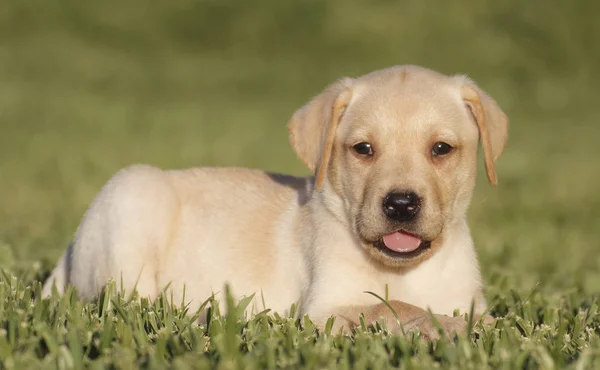 Labrador hundvalp — Stockfoto