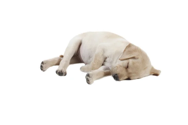 Лабрадорский щенок — стоковое фото