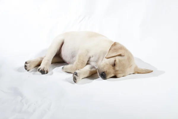 Cachorro labrador — Foto de Stock