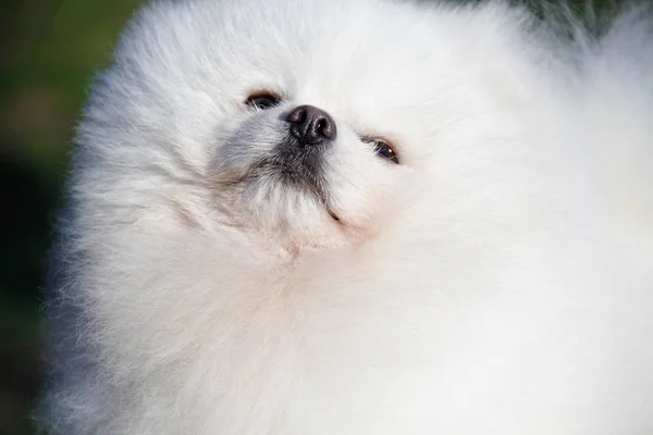 Pomeranian lulu — Stock Photo, Image