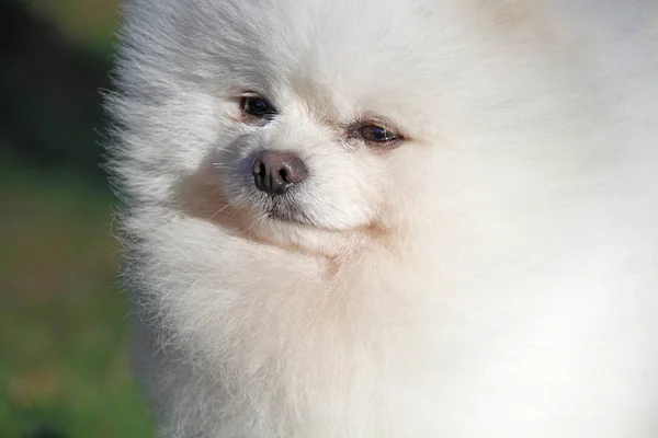 Pomeranian lulu — Stockfoto