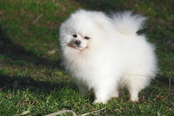 Pomeranian lulu — Stockfoto