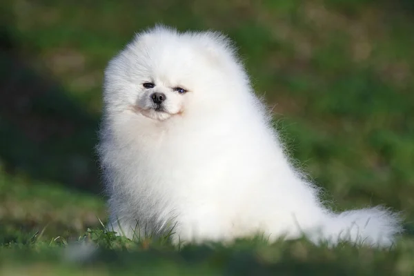 Pomeranian lulu — Stock Photo, Image