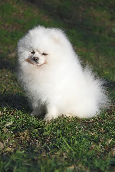 Pomeranian lulu — Stockfoto