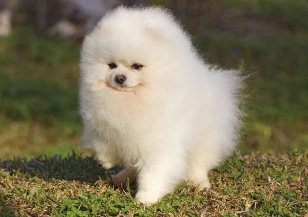 Lulú de Pomerania — Foto de Stock