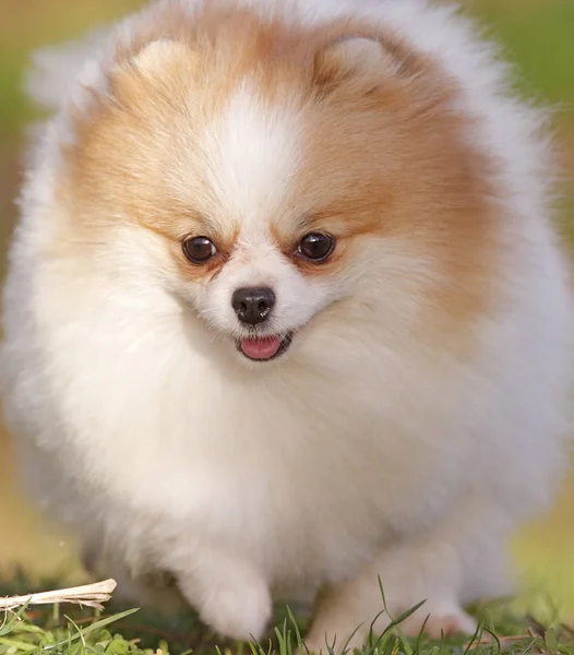 Pomeranian lulu — Stock Photo, Image