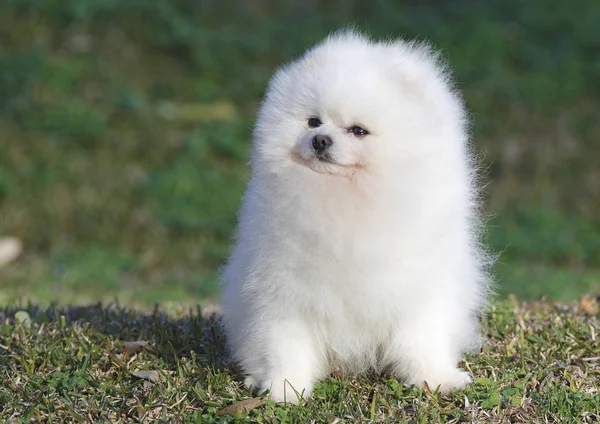 Pomeranian lulu — Stock Photo, Image