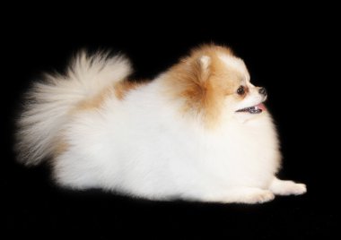 Pomeranian lulu