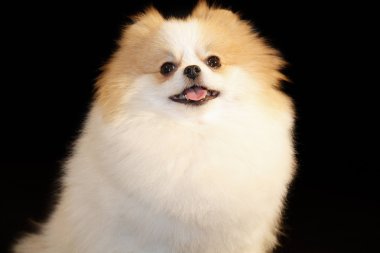 Pomeranian lulu