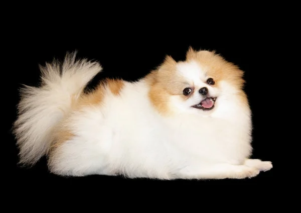 Pomeranian lulu — Stock Photo, Image