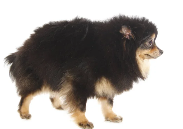 Pomeranian lulu — Stock Photo, Image