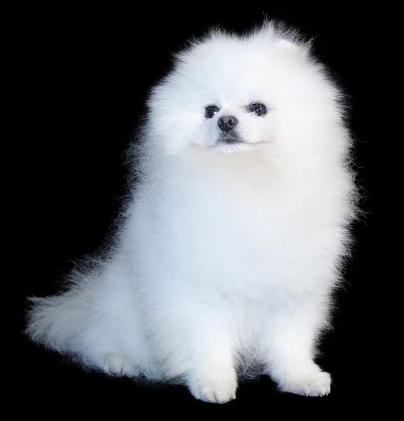 Pomeranian lulu — Stockfoto