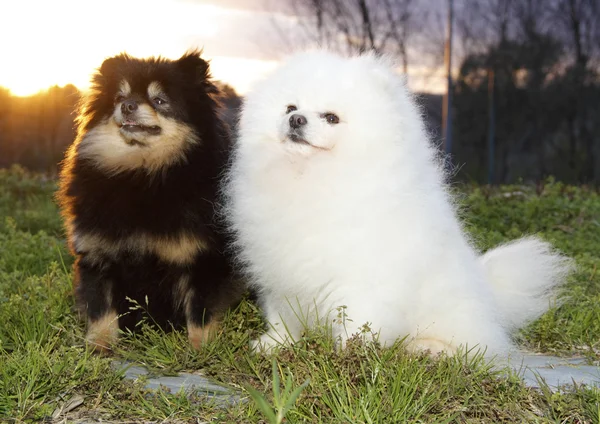 Pomeranian lulu