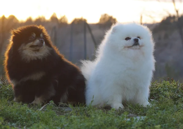 Pomerania lulu — Foto Stock