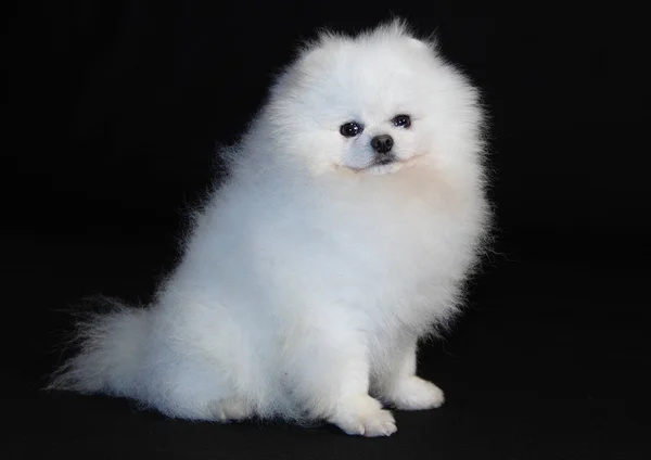 Pomeranian lulu — Stockfoto