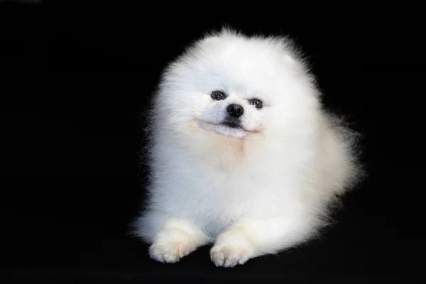 Pomeranian lulu — Stock Photo, Image