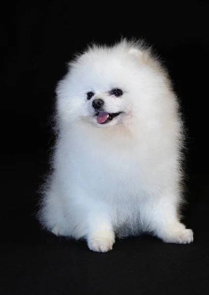 Pomeranian lulu — Stockfoto