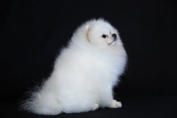 Pomeranian lulu — Stock Photo, Image