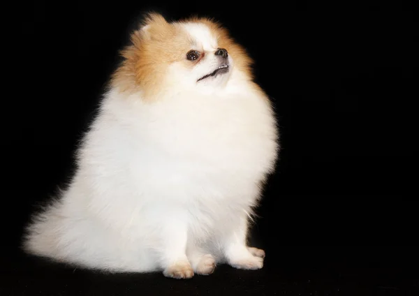 Pomeranian lulu — Stockfoto