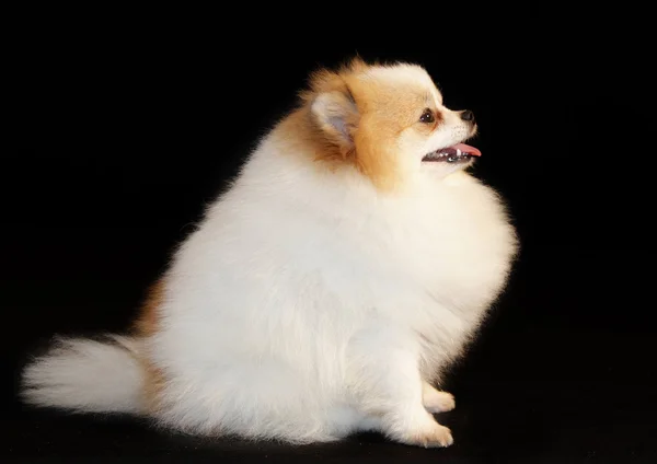 Pomeranian lulu — Stockfoto