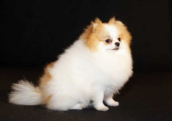 Pomeranian lulu — Stockfoto