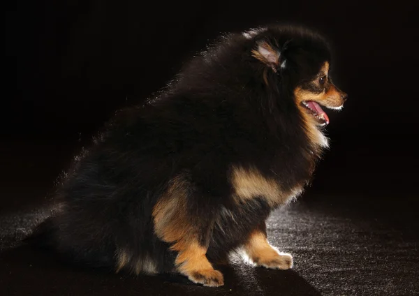 Pomerania lulu — Foto Stock