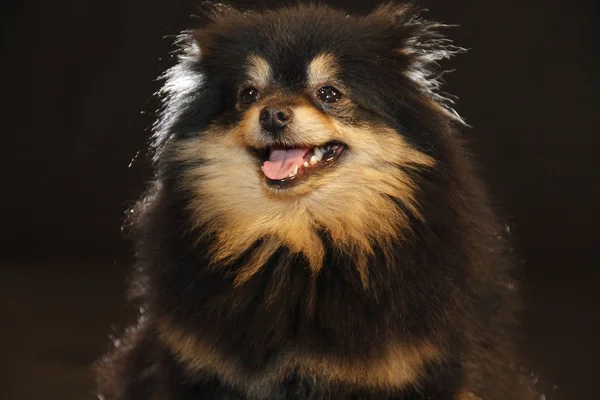 Pomeranian lulu — Stockfoto