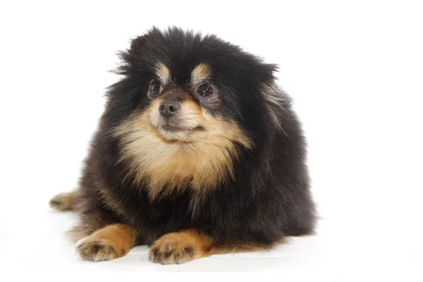 Pomeranian lulu — Stockfoto