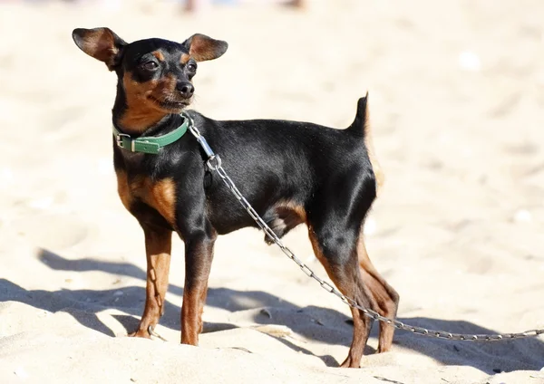 Pinscher em miniatura — Fotografia de Stock