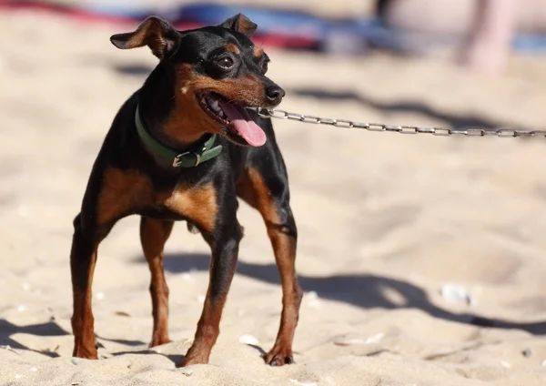 Pinscher miniatura — Foto de Stock