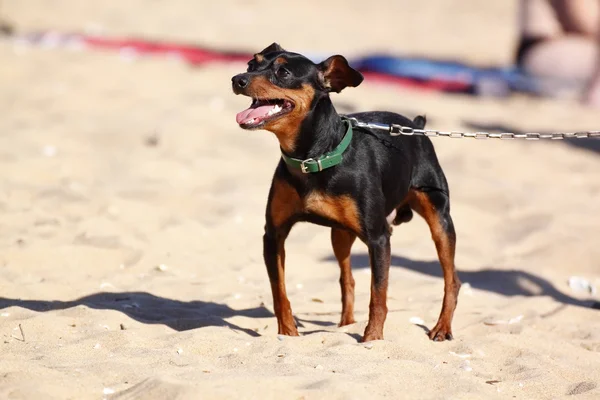 Μικροσκοπικό pinscher — Φωτογραφία Αρχείου