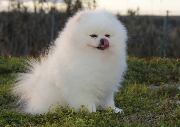 Lulu da Pomerânia Fotos De Bancos De Imagens