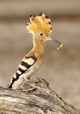 hoopoe clipart