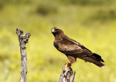 Montagu's harrier clipart