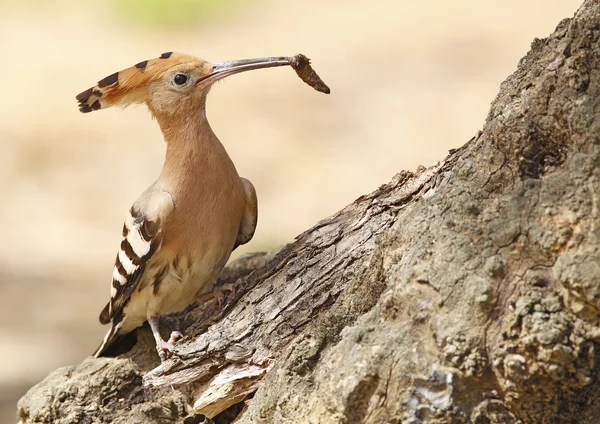 Hoopoe — Stock fotografie