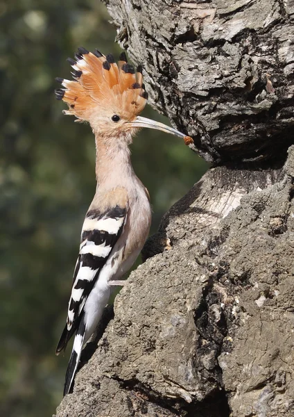 Hoopoe — Stock Photo, Image