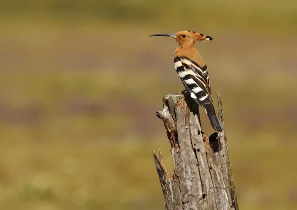 Hoopoe — Stock fotografie