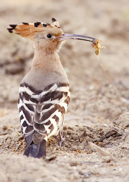 Hoopoe — Stock Photo, Image