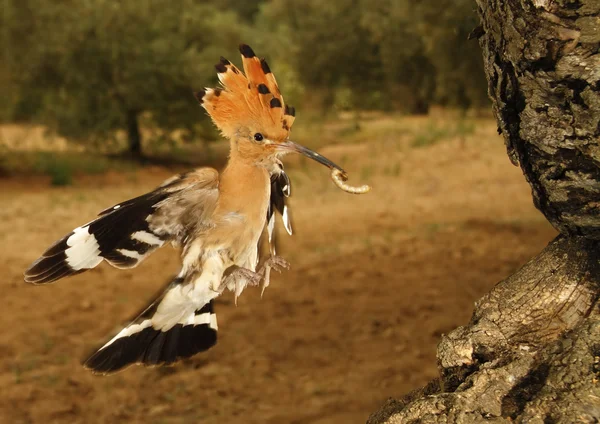 Hoopoe — Stock Photo, Image