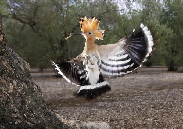 ¡Hoopoe! — Foto de Stock