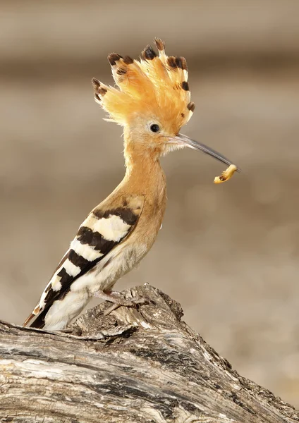 Hoopoe — Stock fotografie