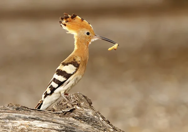 Hoopoe — Stock Photo, Image