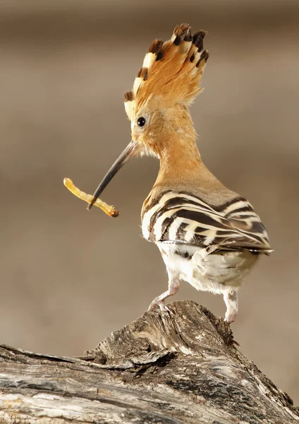 Hoopoe — Stock fotografie