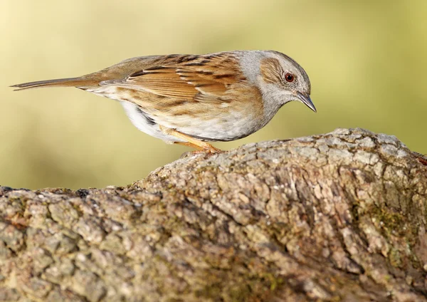 Prunella modularis — Foto Stock